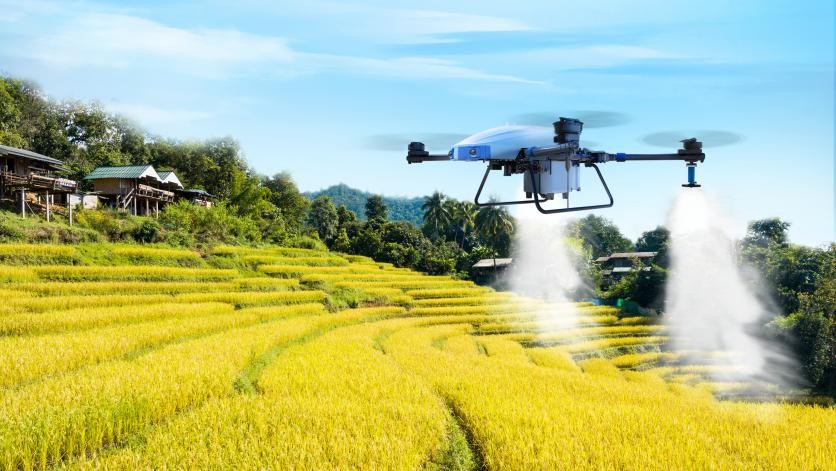 Drone pertanian menyemprot gandum