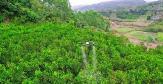 Robot EAVISION: teknologi mengubah metode produksi pohon buah di xishuangbanna
