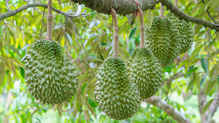 Perbandingan dan verifikasi efek penyemprotan perlindungan tanaman durian