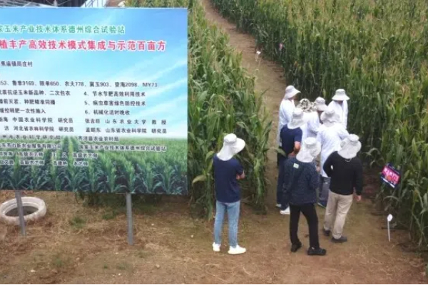Eavision Membantu Hasil Lebih Tinggi Jagung Musim Panas di Wilayah Huang-Huai-Hai