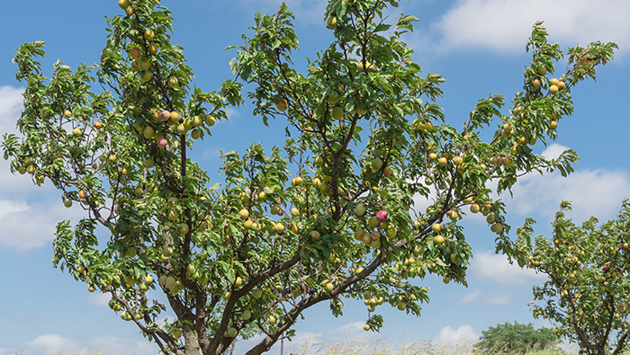 Verifikasi Peach Tree Aphid Drone Sprayer Plant Protection Control