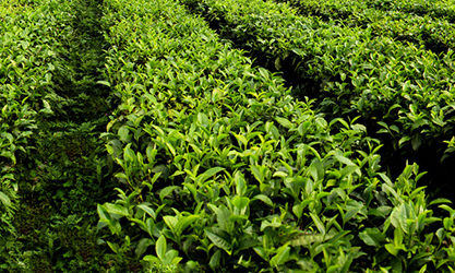 thor-ea2021a untuk kebun teh
