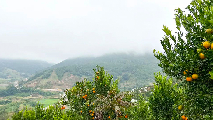 jeruk yunnan | petani mengelola kebun untuk menghemat 300,000 setahun
