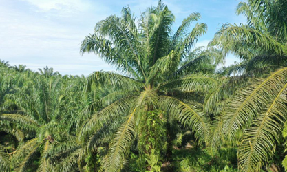 thor-ea2021a untuk pohon kelapa sawit

